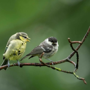 Redwell   June   2016 (274 Of 659).jpg